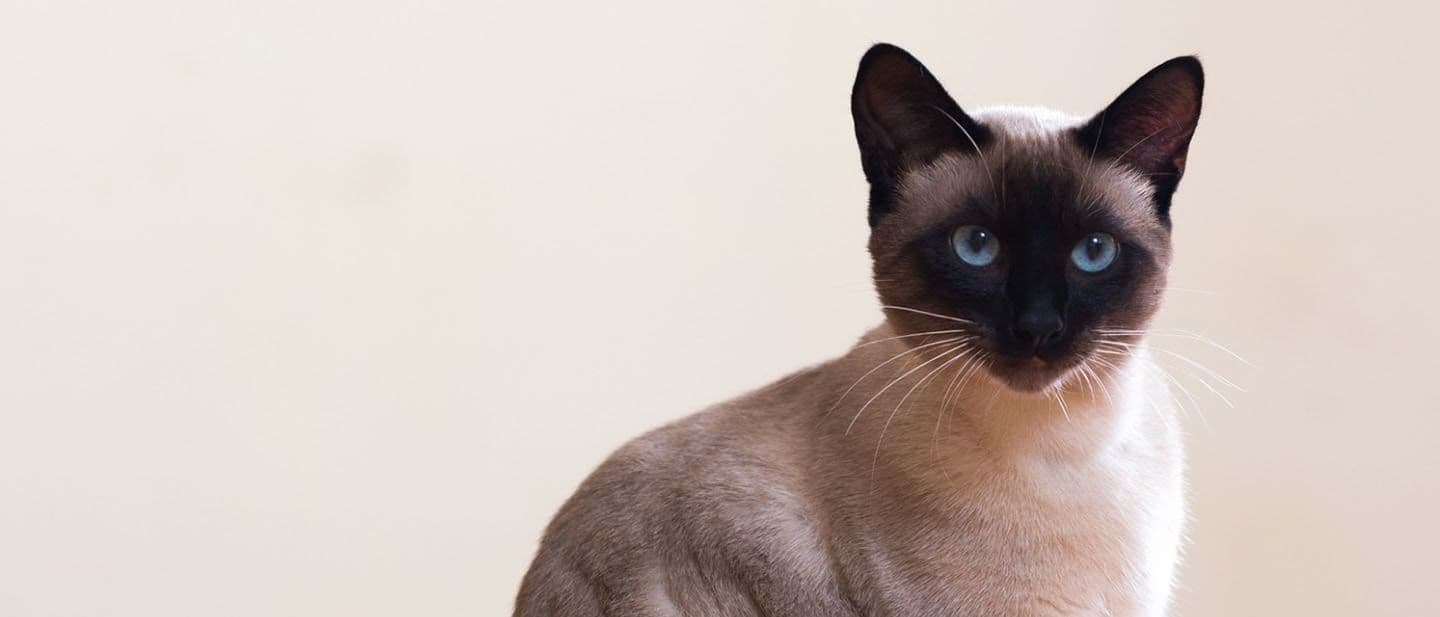 Tonkinese Photo - 1.jpg