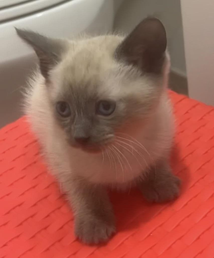 Siamese Photo - 2.jpg