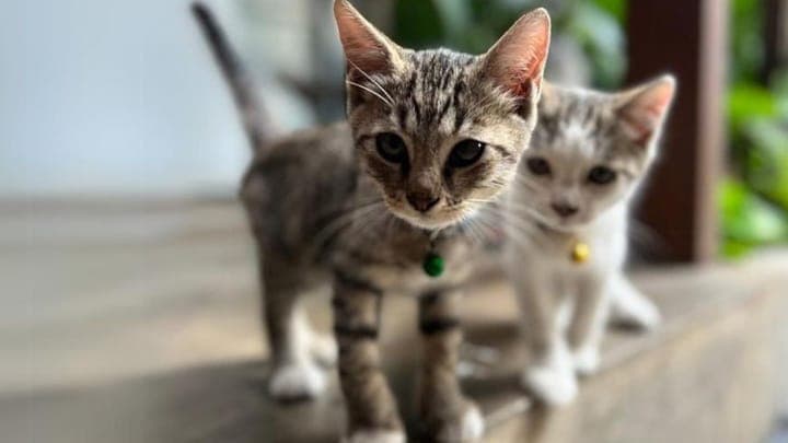 Javanese Photo - 3.jpg