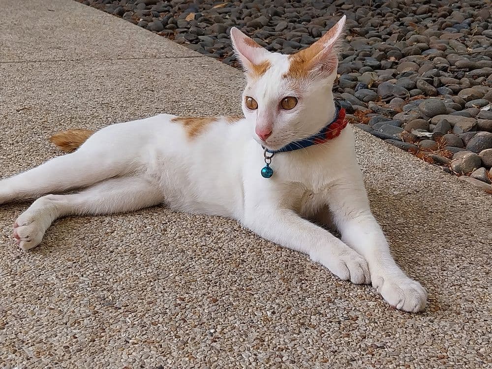 Korean Bobtail Photo - 4.jpg