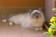 Birman