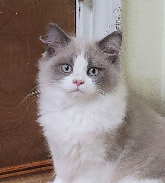 Ragdoll Photo - 3.jpg