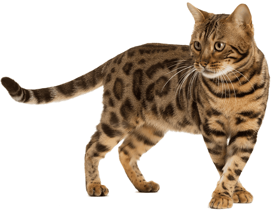 Ocicat