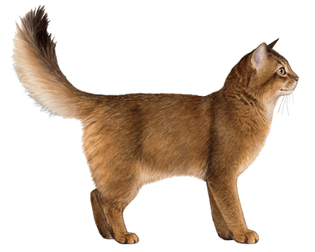 Somali Photo - 4.png