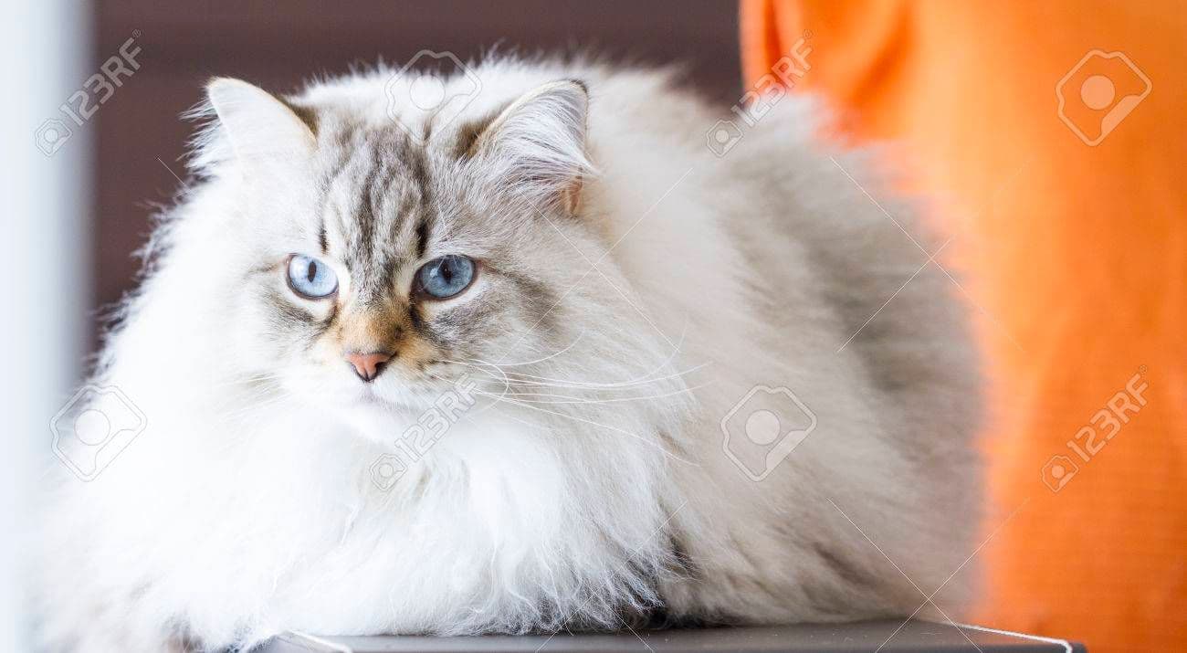 Neva Masquerade Photo - 5.jpg