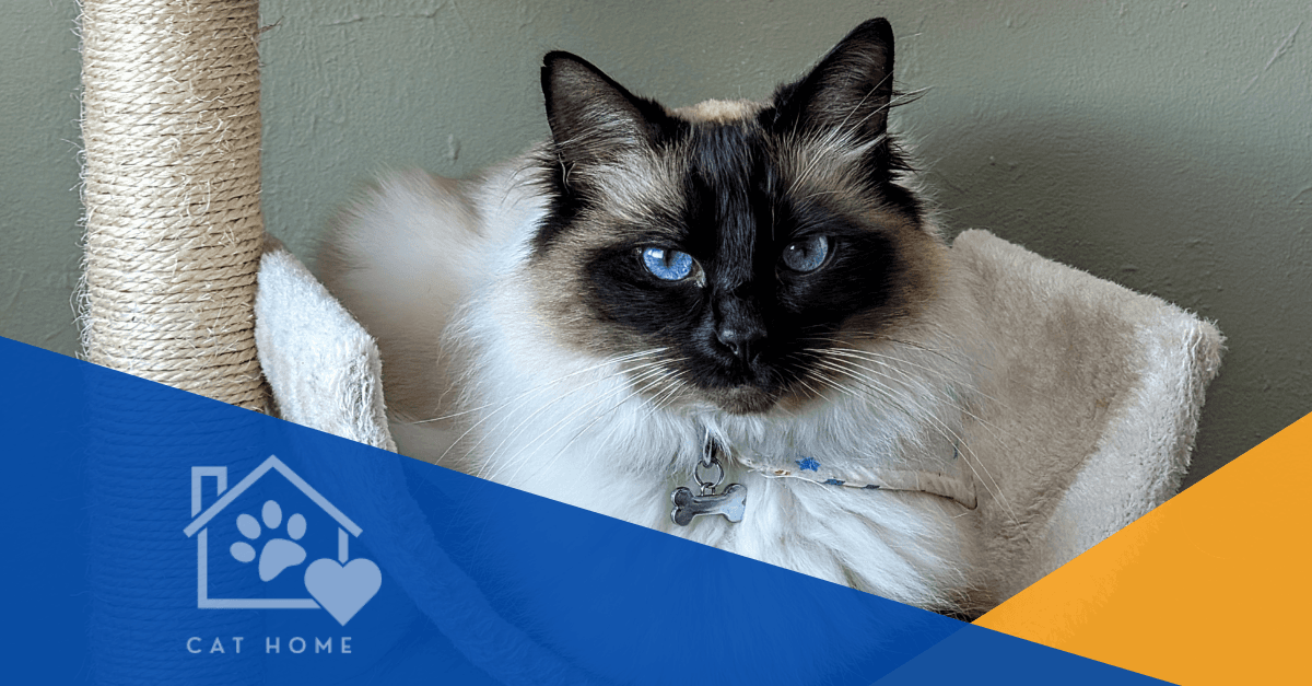 Birman Photo - 5.png
