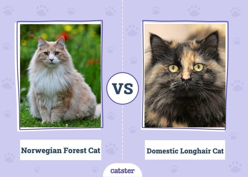 German Longhair Photo - 4.jpg