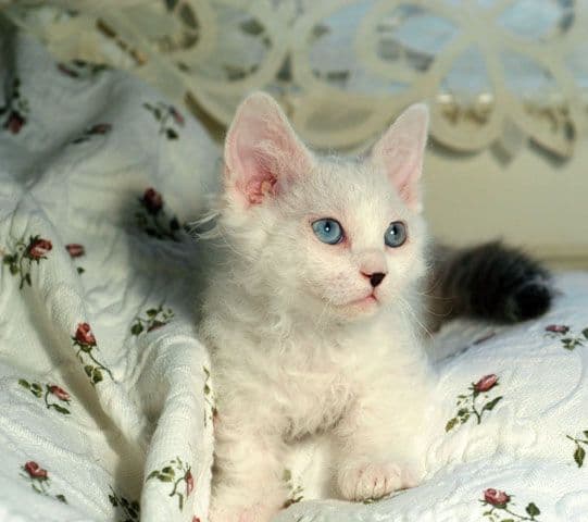 Skookum Photo - 4.jpg