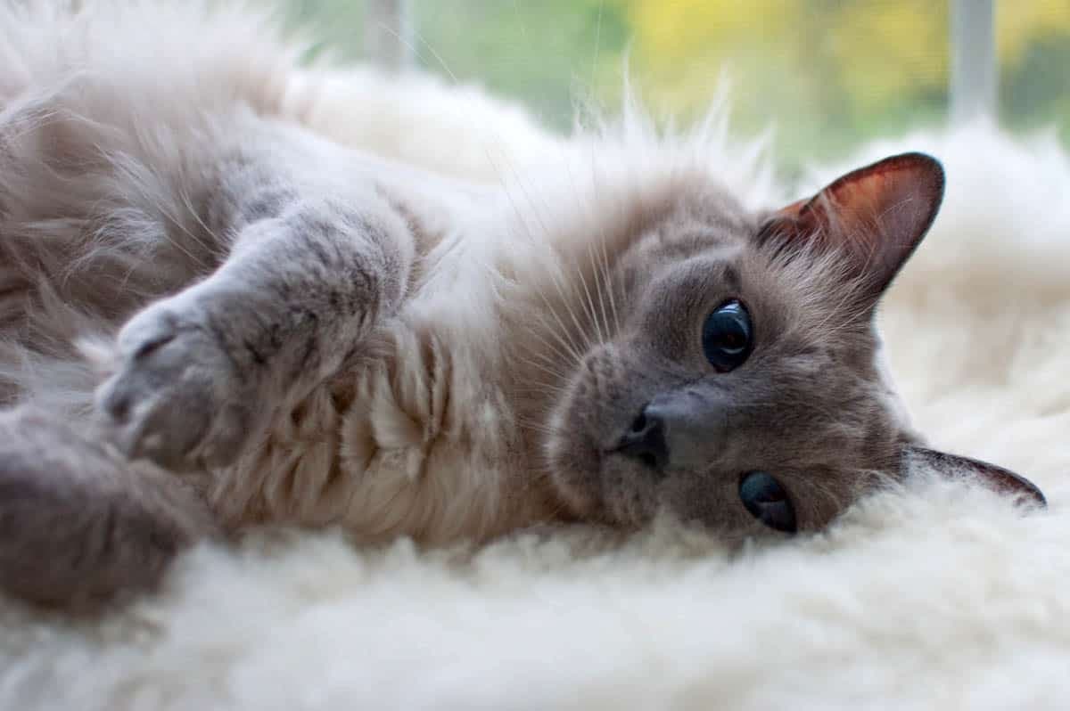 Balinese Photo - 5.jpg