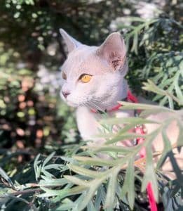 Serrade Petit Photo - 5.png