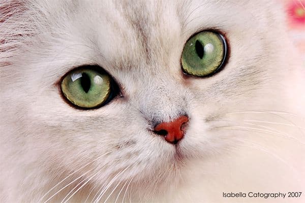 Burmilla Photo - 4.jpg