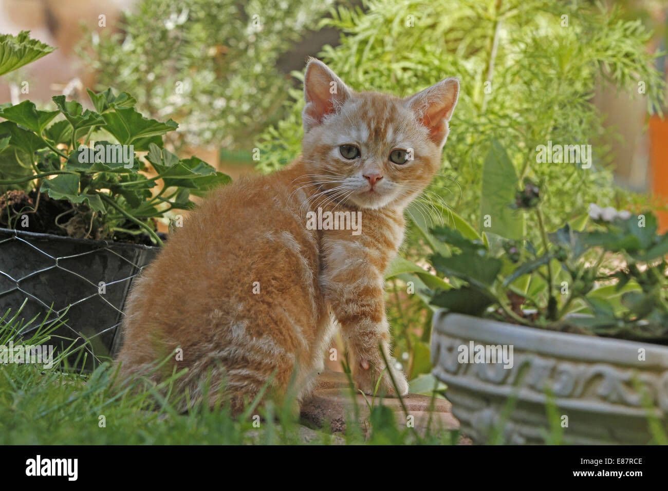 American Wirehair Photo - 2.jpg