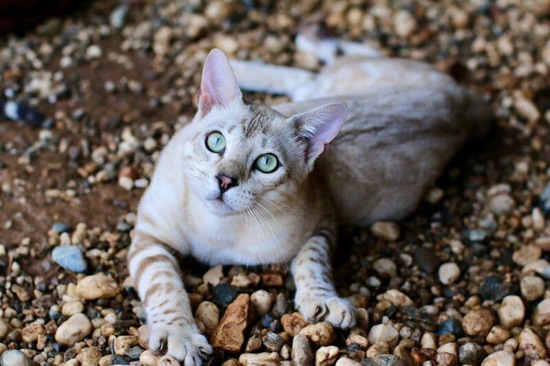 Bengal Photo - 5.jpg