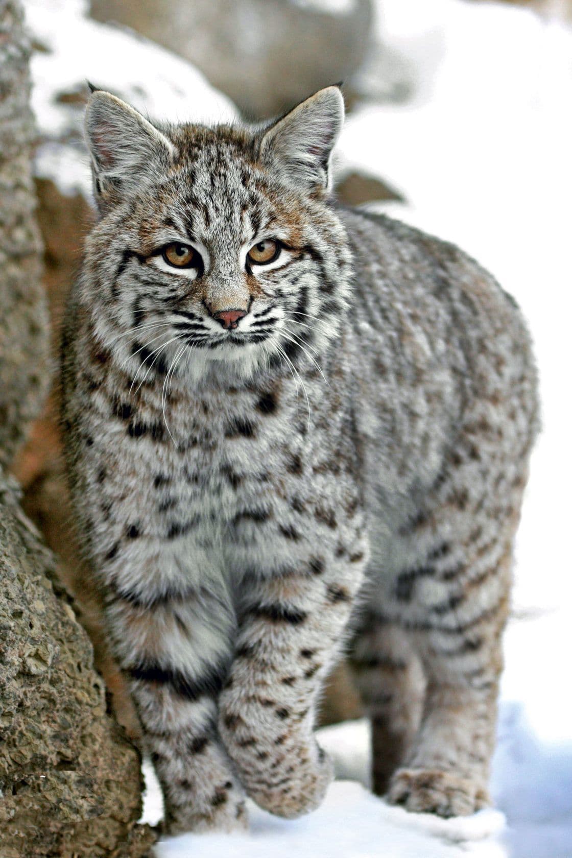 Owyhee Bob Photo - 4.jpg