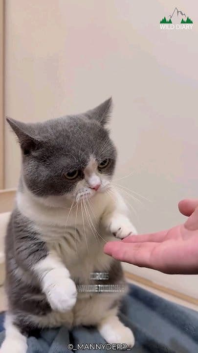 Munchkin Photo - 1.jpg