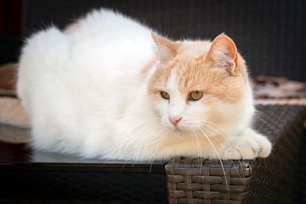Turkish Van Photo - 5.jpg