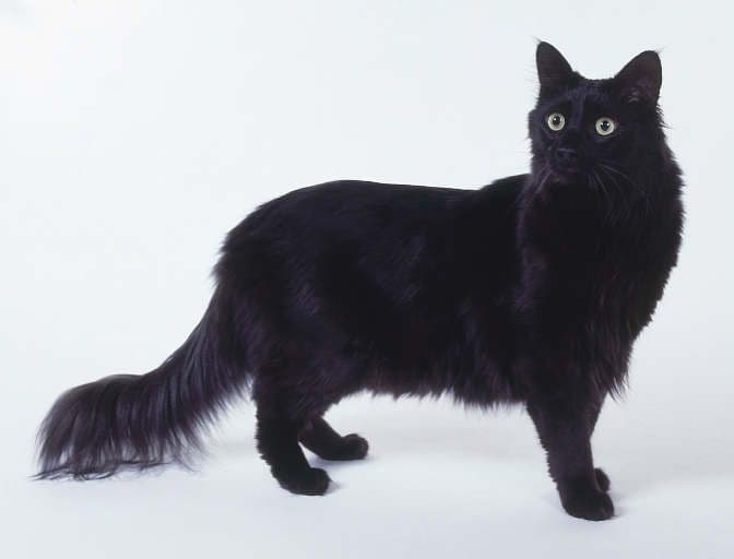 Turkish Angora Photo - 1.jpg