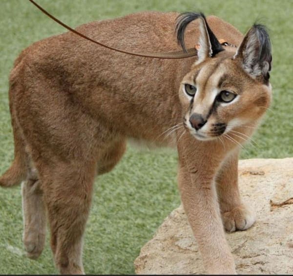 Caracat Photo - 2.jpg