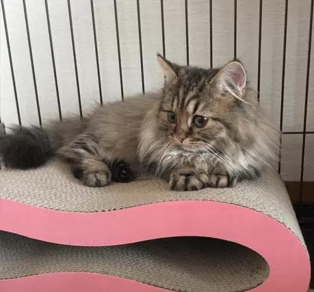 Minuet Photo - 2.png