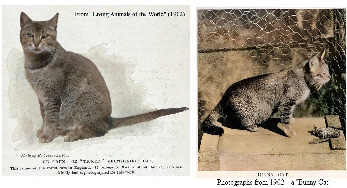 Abyssinian Longhair Photo - 3.jpg