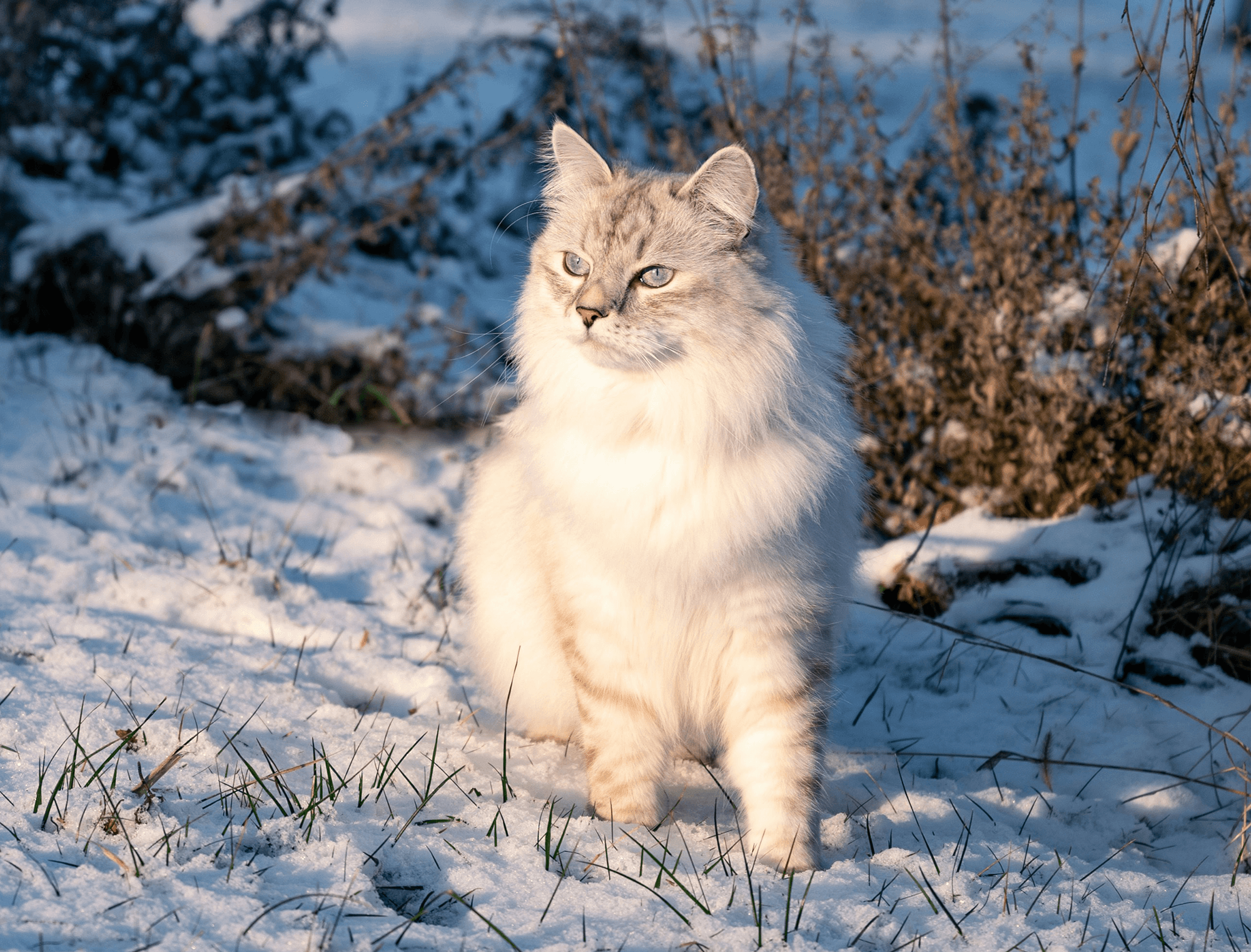 Neva Masquerade Photo - 1.png