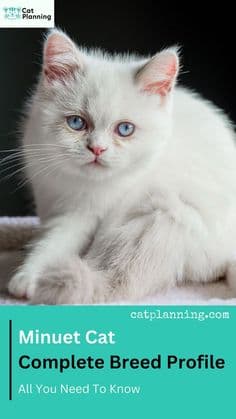 Minuet Photo - 3.jpg