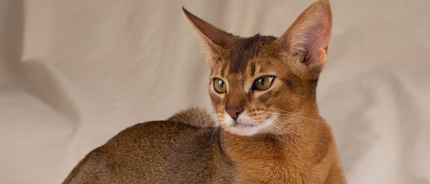 Abyssinian Photo - 4.jpg