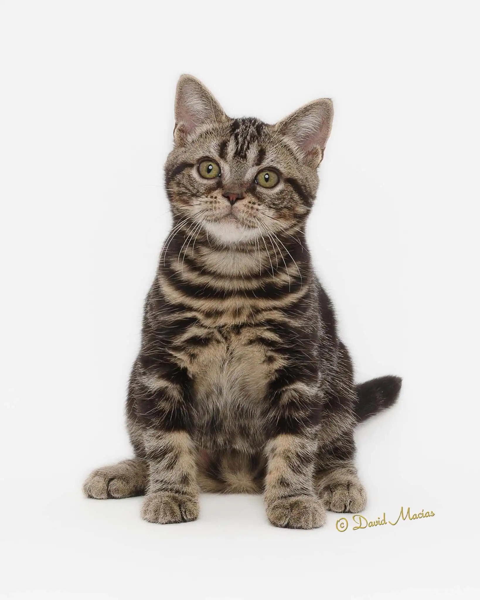 American Shorthair Photo - 2.jpg