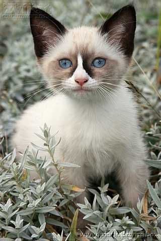 Snowshoe Photo - 3.jpg