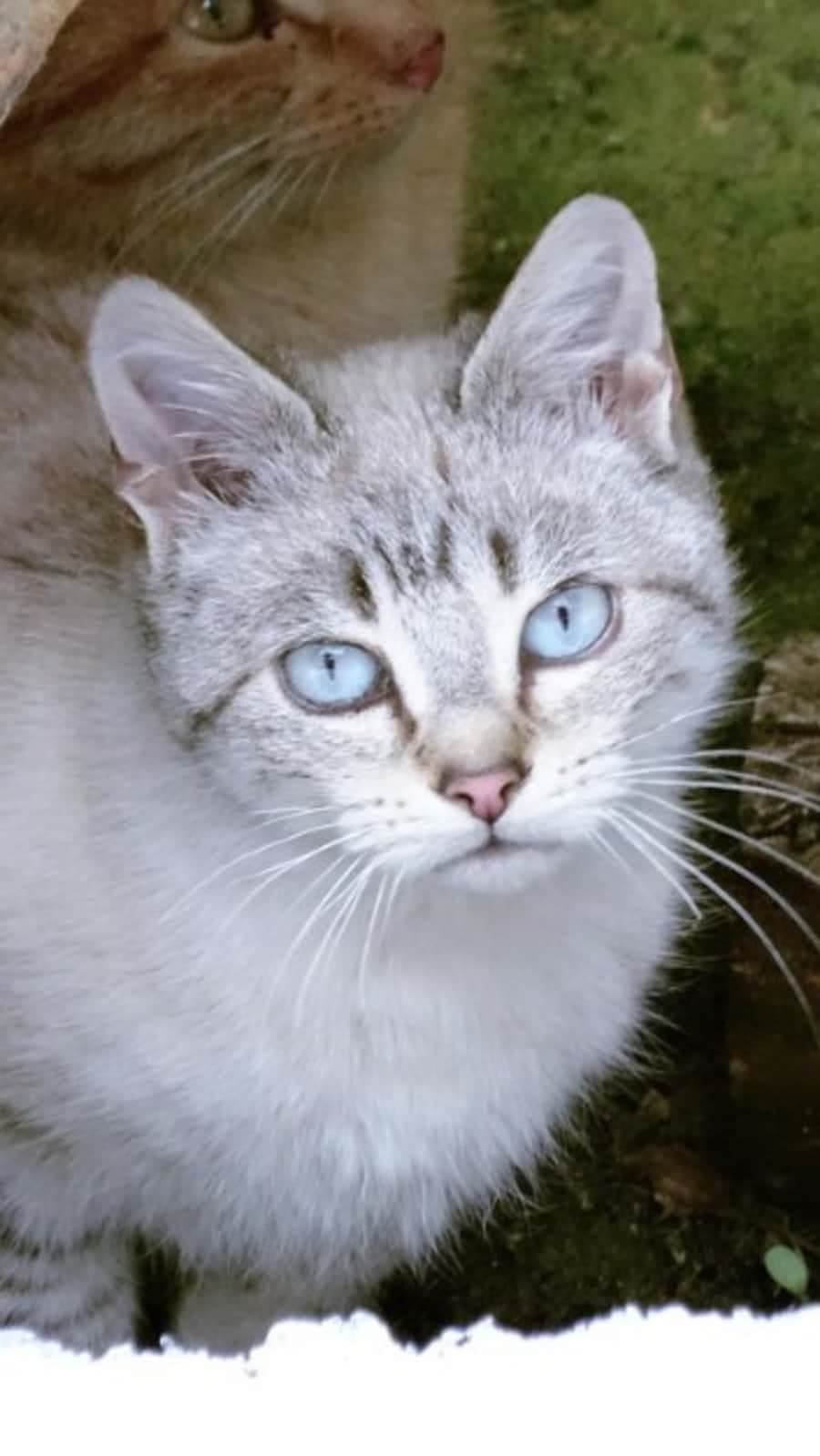 Ojos Azules Photo - 2.png