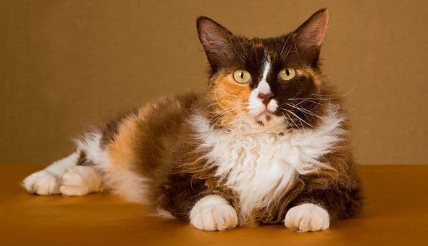 Ruffle Photo - 5.jpg