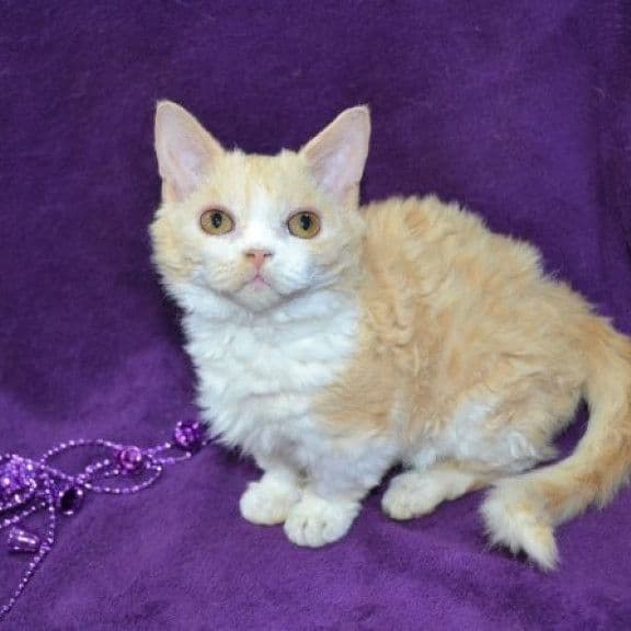 Lambkin Photo - 4.jpg