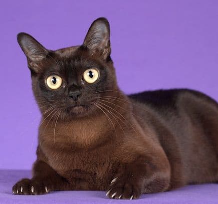 Burmese Photo - 3.jpg