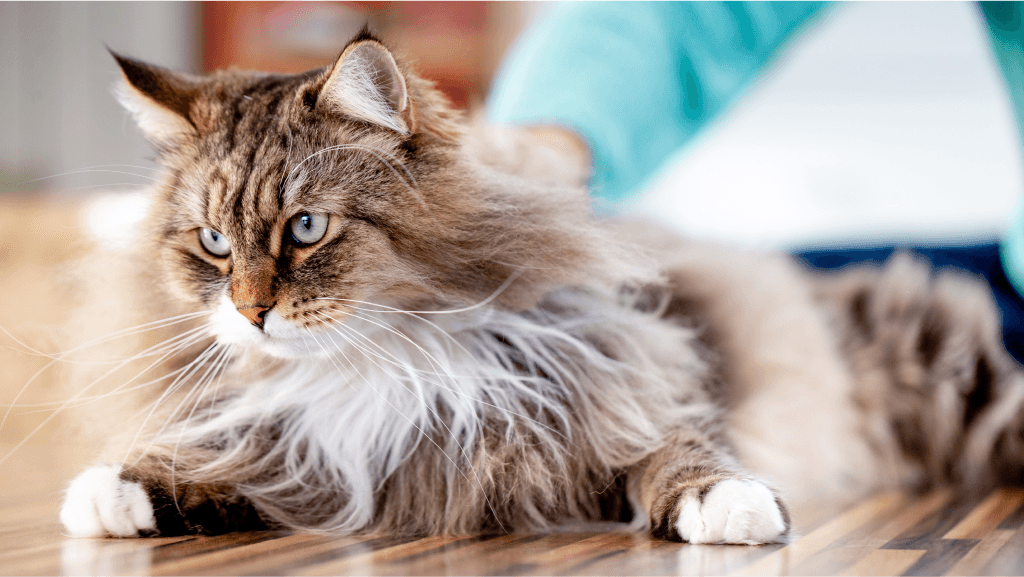 Mandalay Photo - 5.png