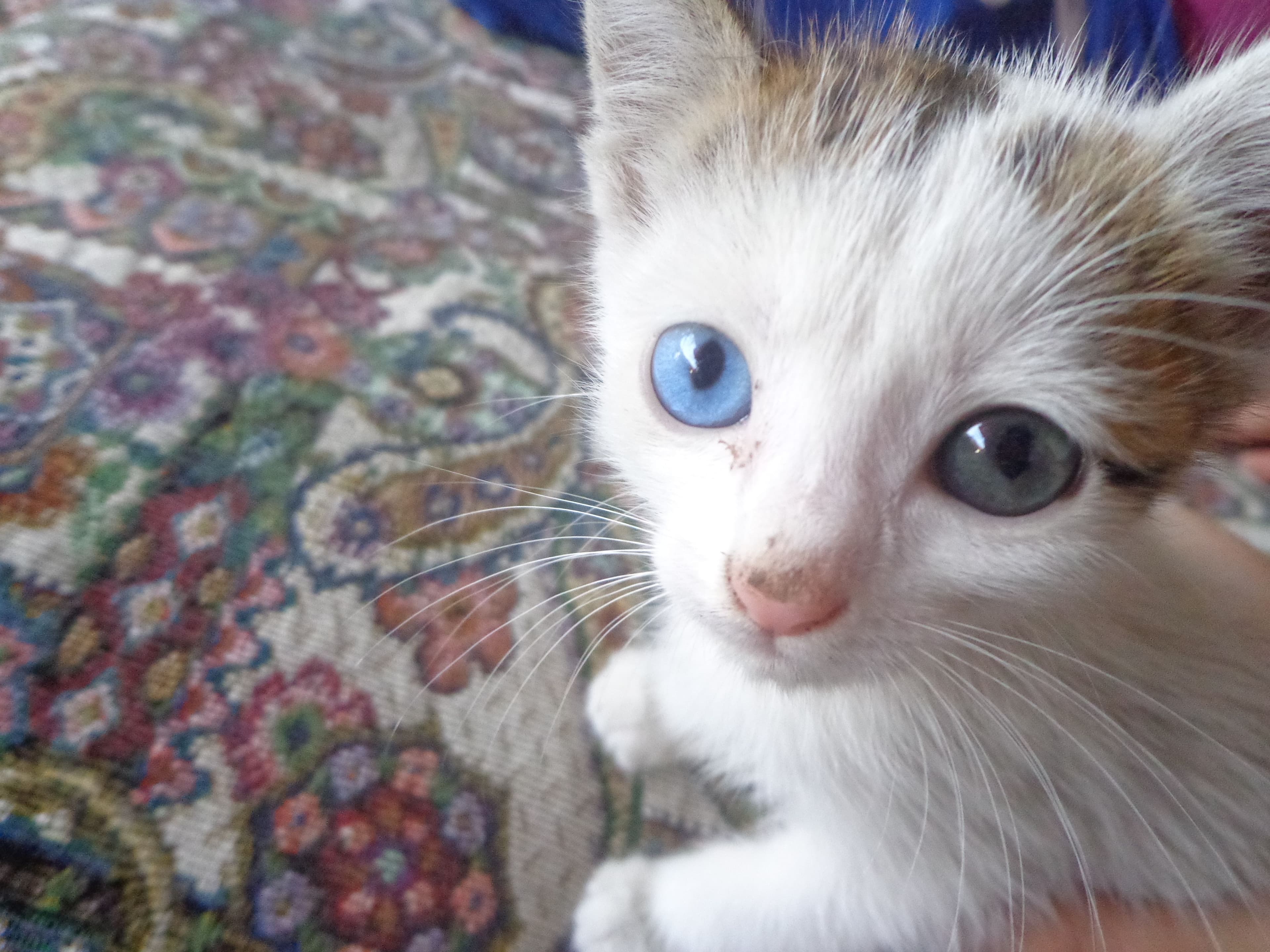 Van Kedisi Photo - 4.jpg