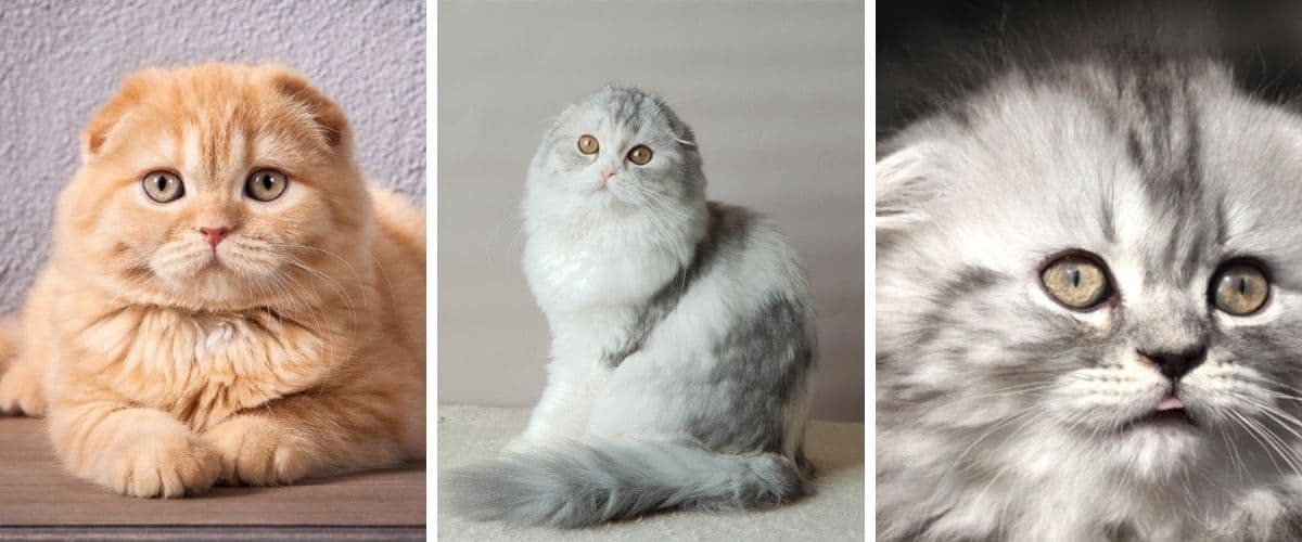 Scottish Fold Photo - 2.jpg