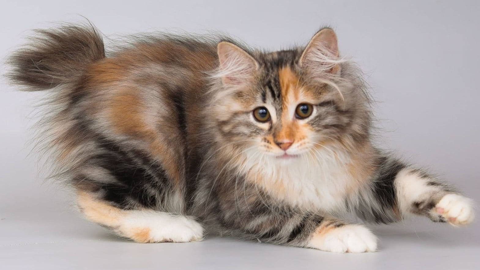 Kurilian Bobtail Photo - 4.jpg