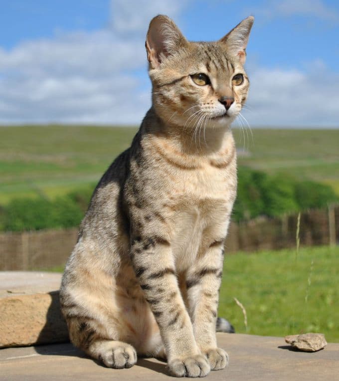 Egyptian Mau Photo - 3.jpg
