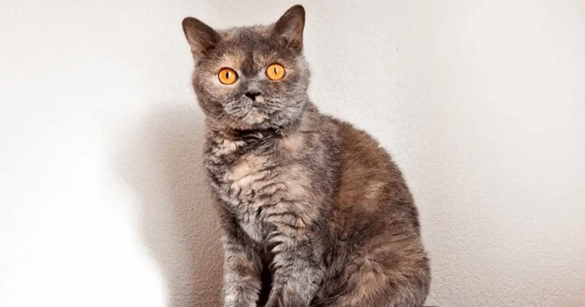 Selkirk Rex Photo - 2.png