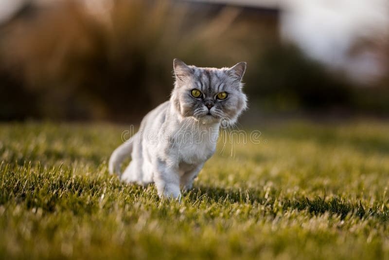 Persian Chinchilla Photo - 5.jpg