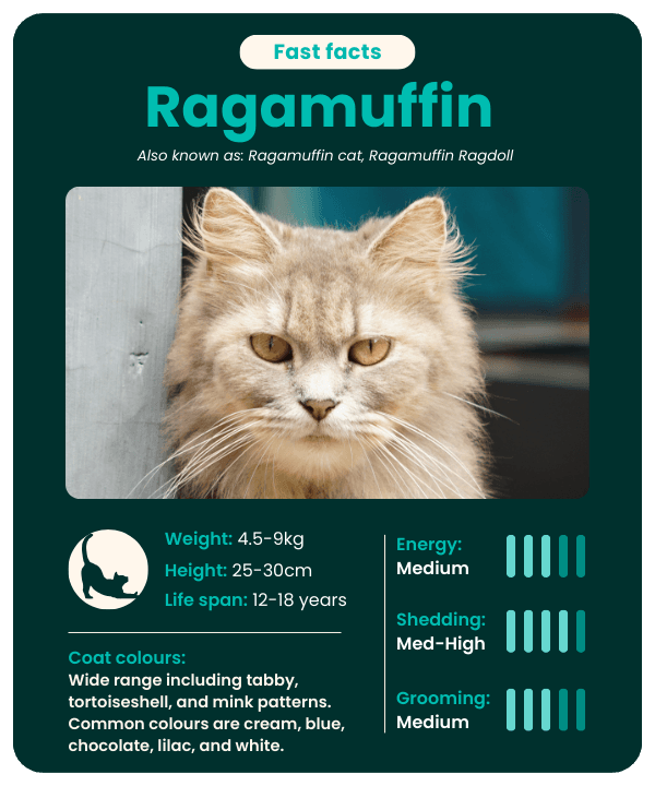 Ragamuffin Photo - 3.png