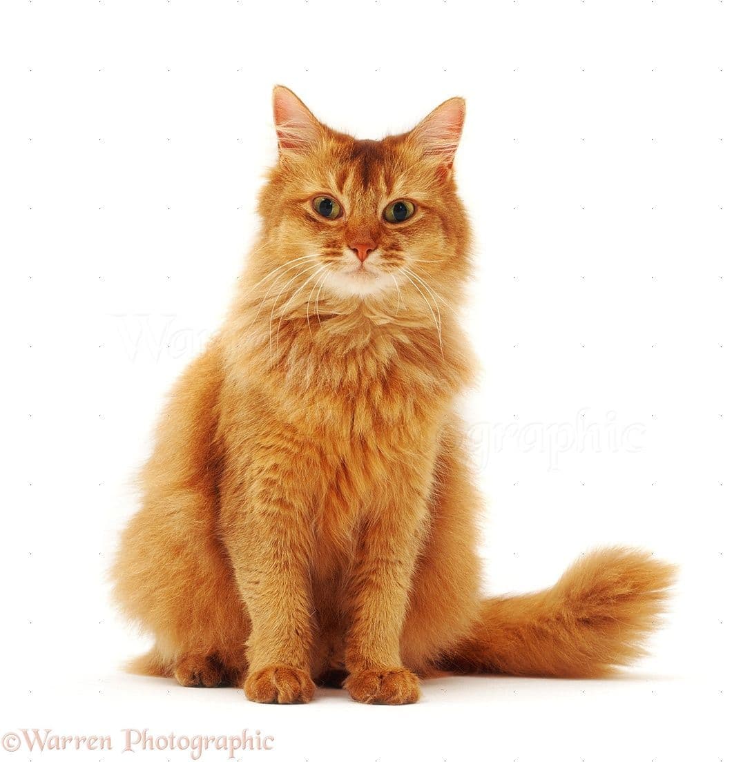 Somali Photo - 1.jpg