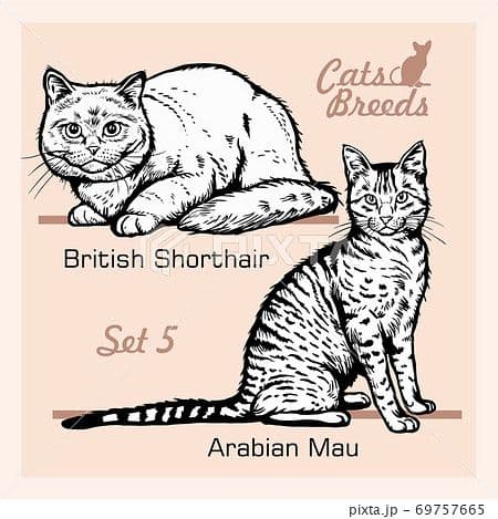 Arabian Mau Photo - 3.jpg