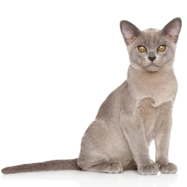 Burmoire Photo - 5.jpg