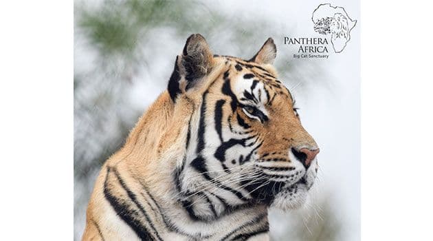 Panthera Photo - 5.jpg
