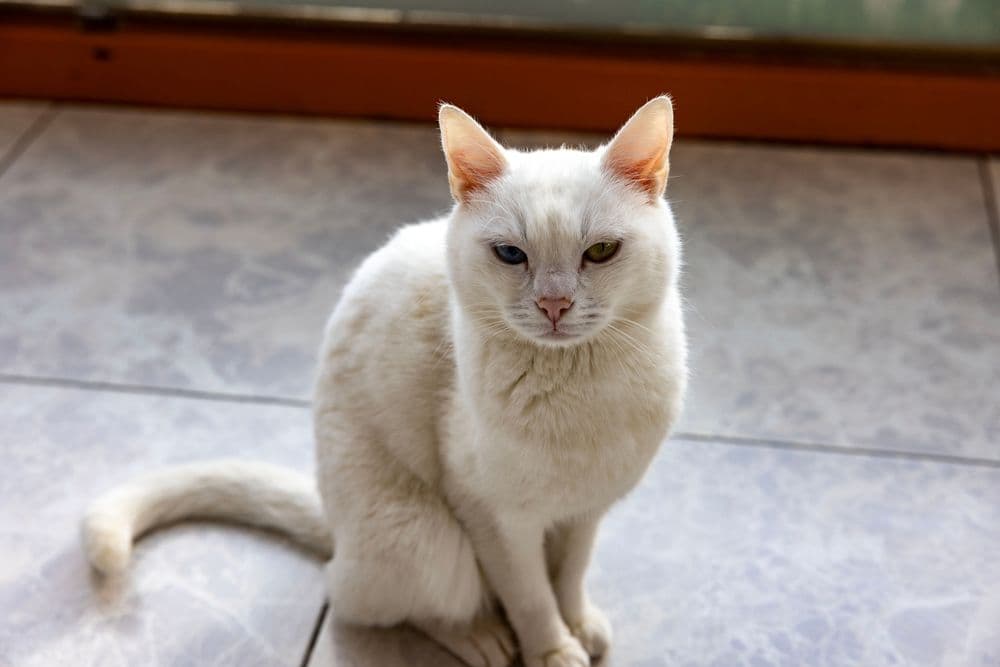 Van Kedisi Photo - 3.jpg