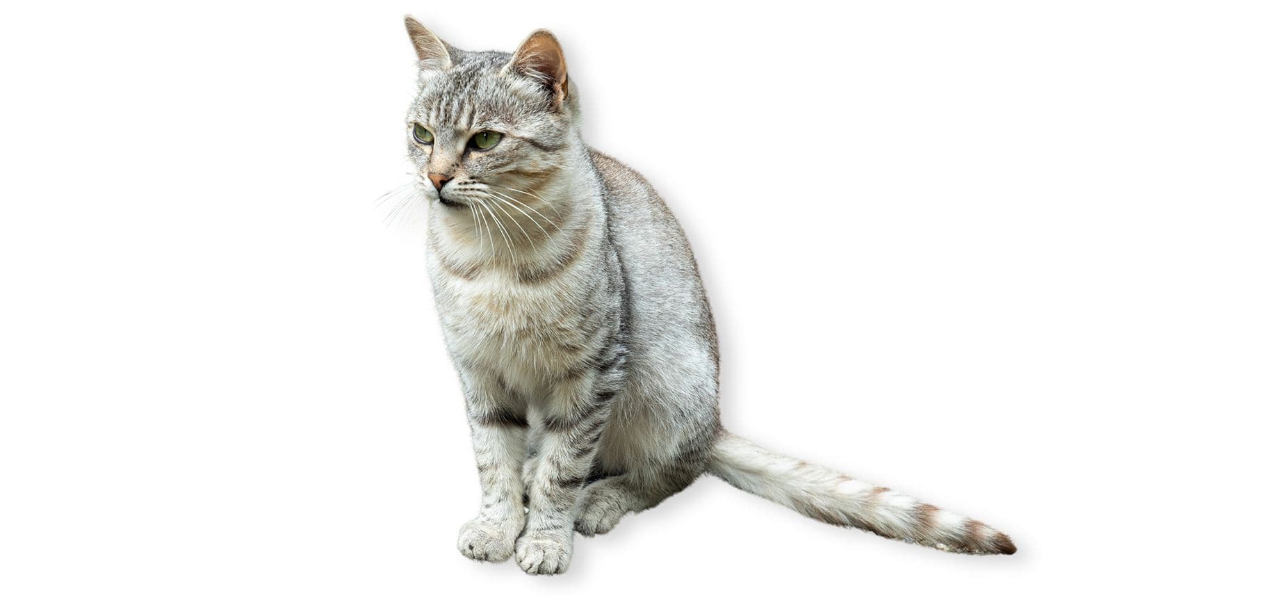 Ceylon Photo - 2.jpg