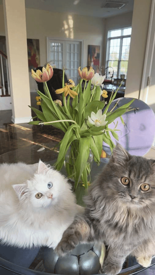 Persian Photo - 1.jpg