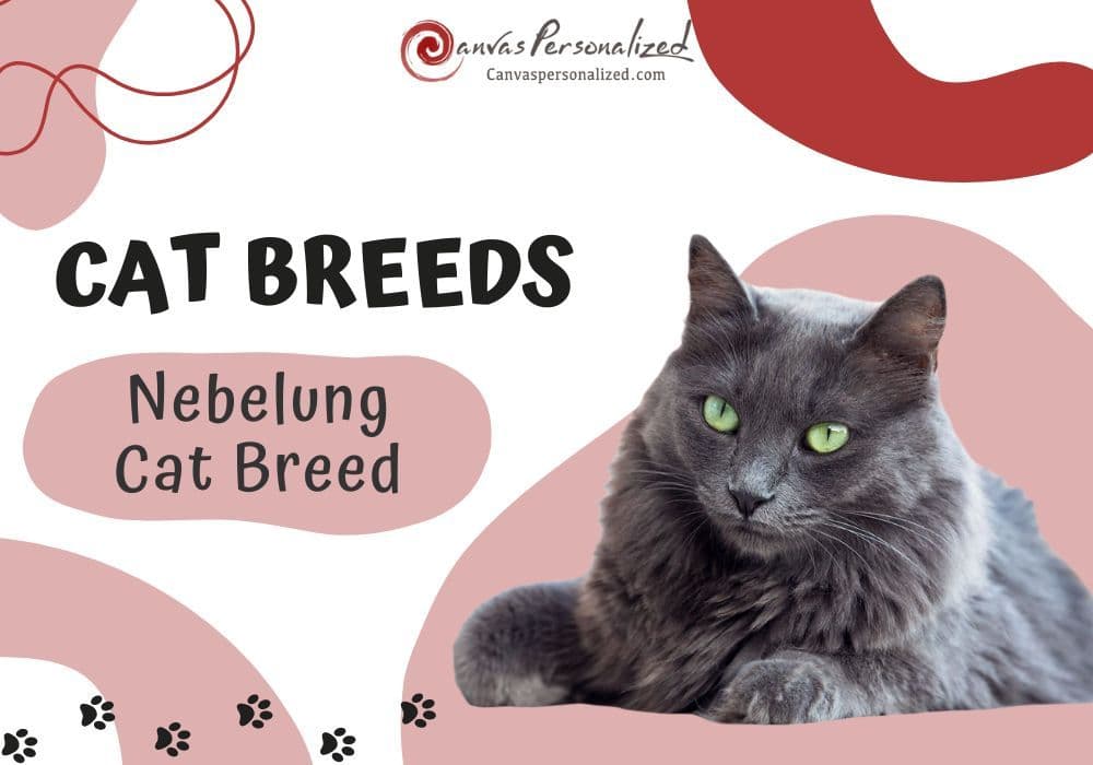 Nebelung Photo - 5.jpg