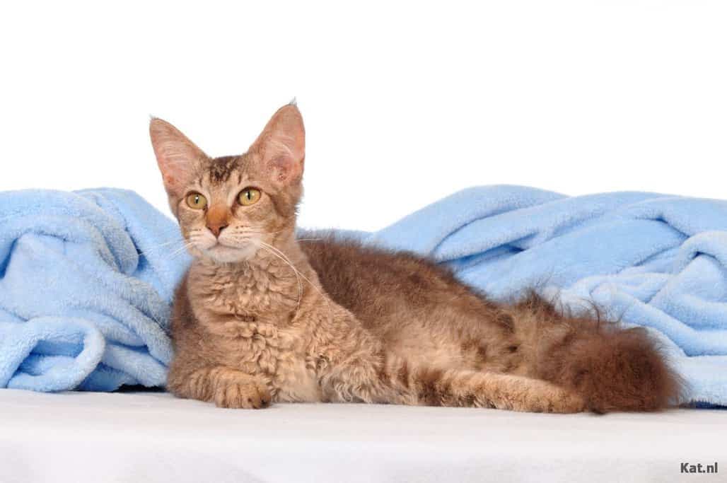 Laperm Photo - 2.jpg